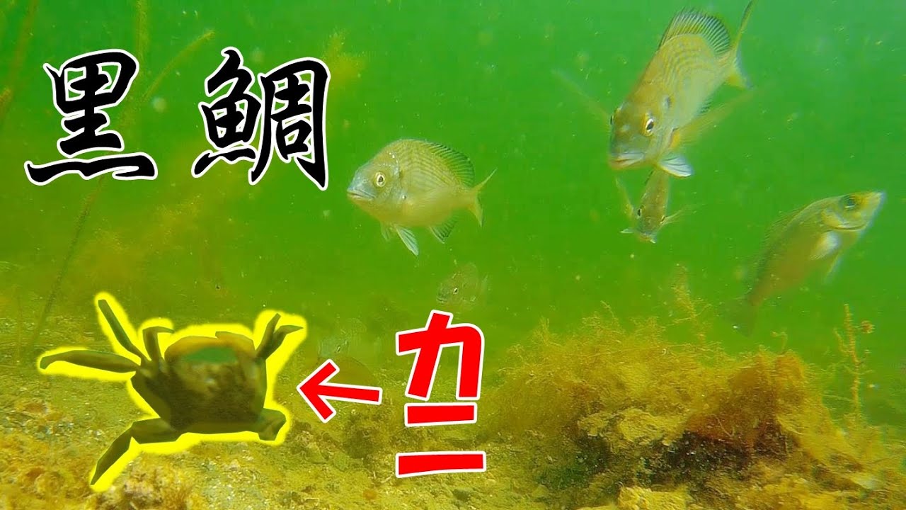 【水中映像】黒鯛（チヌ）の群れに蟹を入れてみた