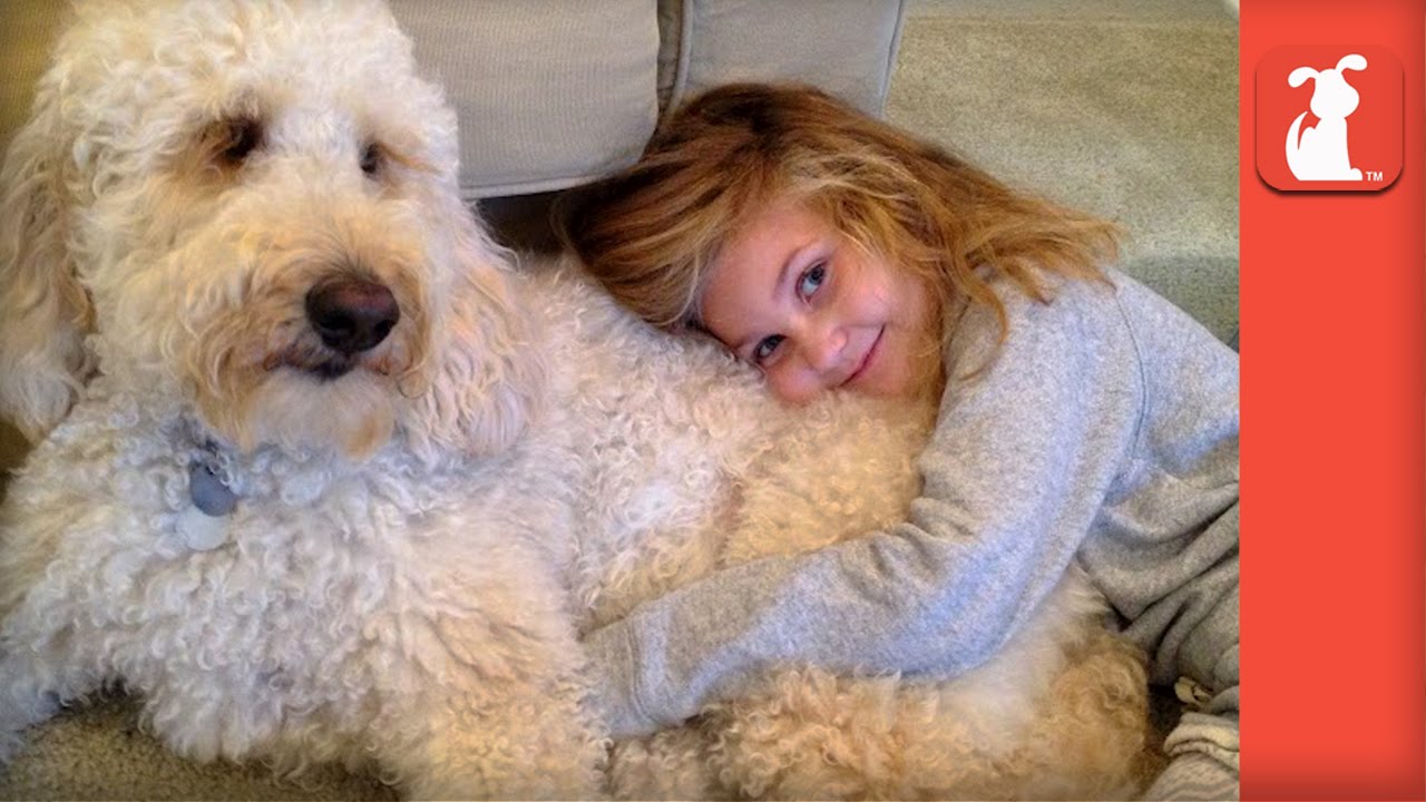 Labradoodle Service Dog Changes Little Girl's Life