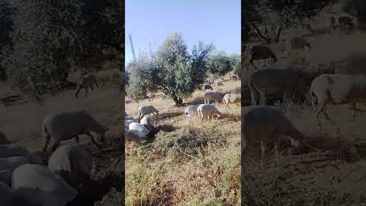 Ovejas entre Olivos