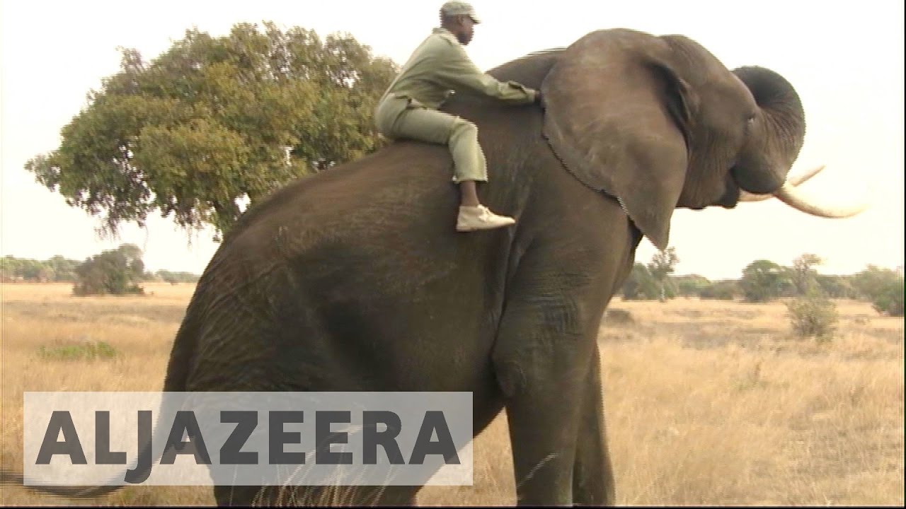 Zimbabwe&rsquo;s cash-strapped government selling elephants