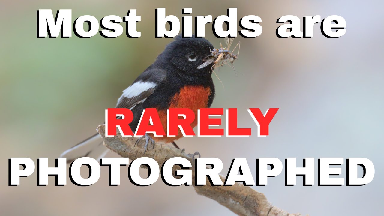 Most birds are rarely photographed: some statistics from eBird