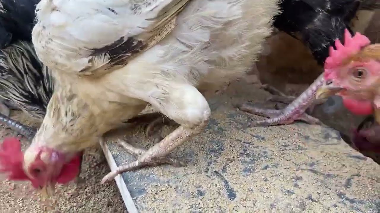 Condition of the chicken after the chicks are hatched from the eggs 😢