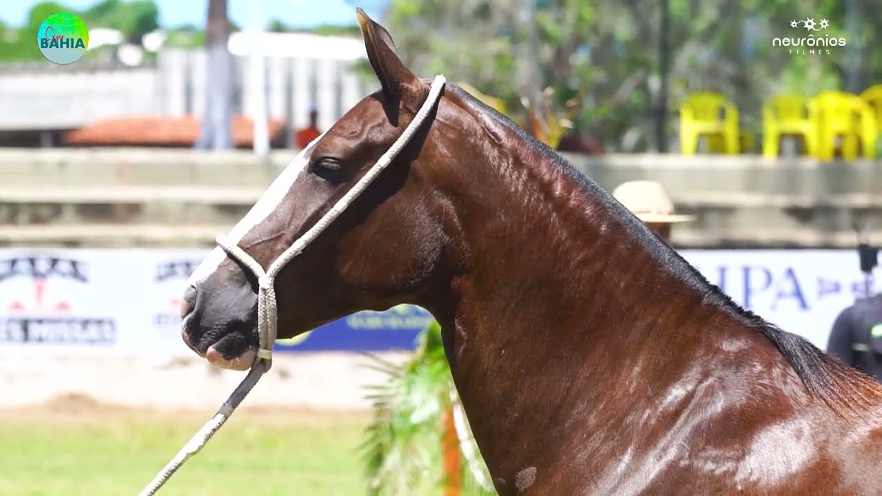 Samantha Porteira Azul, 1° Prêmio de Categoria na Expo Bahia 2022