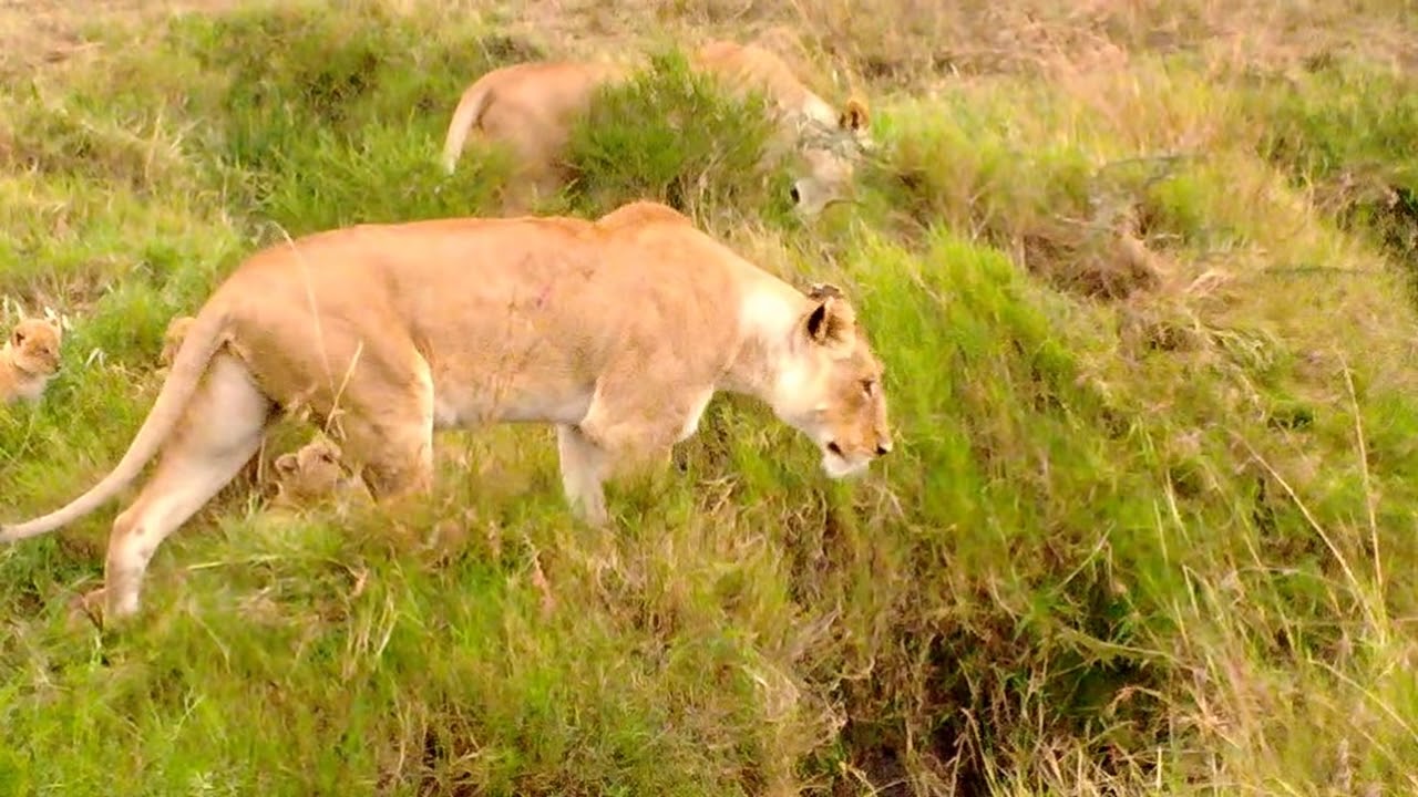 Lionesses and cubs Unbelievable!!
