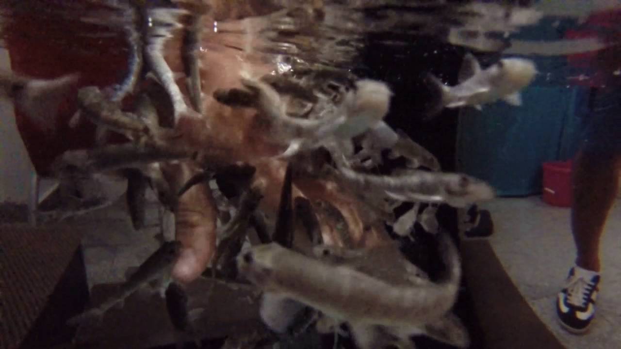 Fish Spa