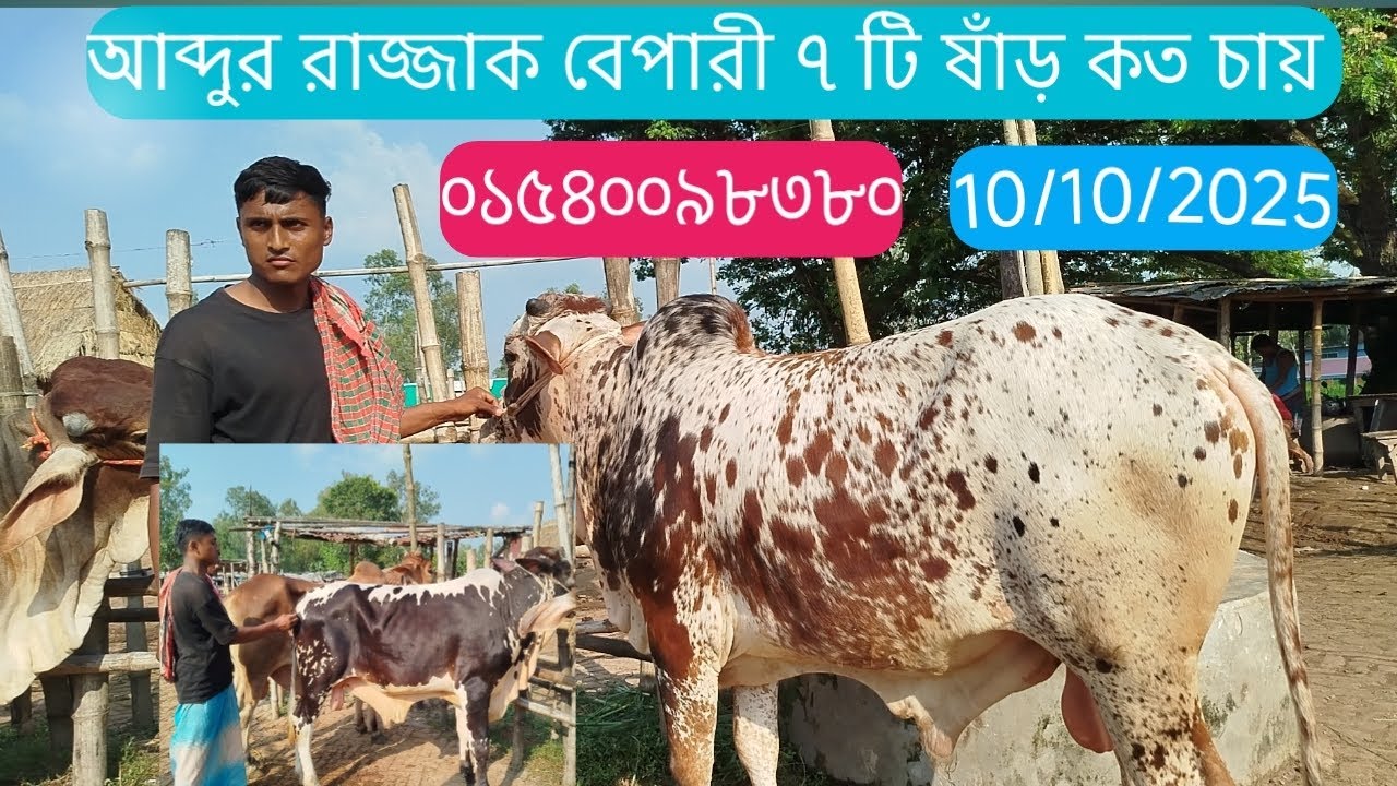 আব্দুর রাজ্জাক বেপারী ৭টি ষাঁড় লট কত চায় #cow #foryourpage #foryou #viral 