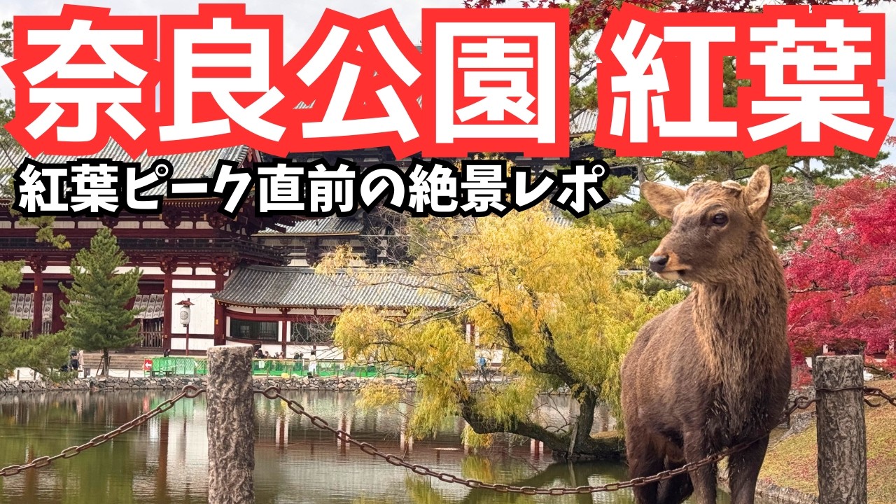 【奈良紅葉2025】奈良公園→春日大社・南大門・浮見堂・猿沢池・興福寺五重塔(修復中) の今の紅葉状況