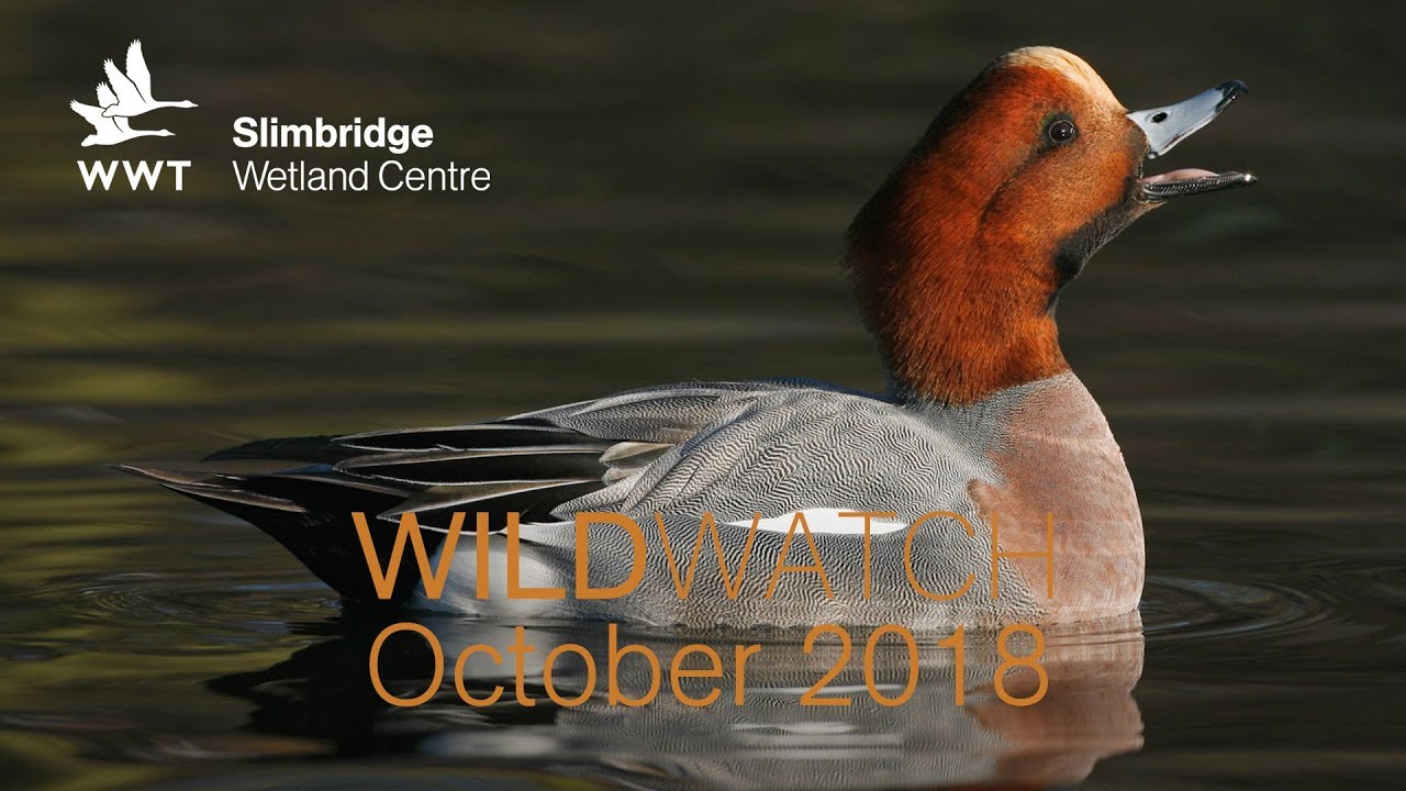 WWT WildWatch Slimbridge - October 2018
