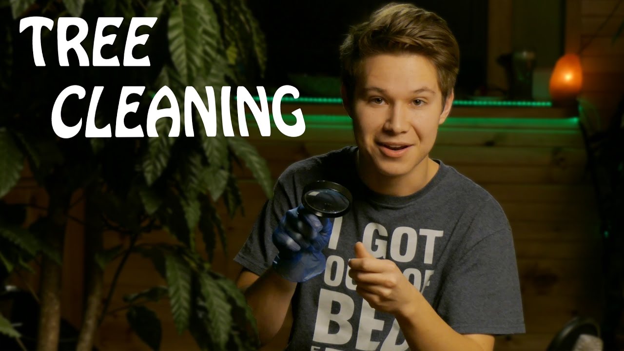 ASMR Tree Cleaning