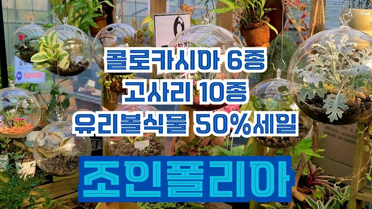 조인폴리아 🌳#유리볼식물50%세일#콜로카시아 6종#트로피칼스톰#파라오마스크#옐로우스플래쉬#고사리10종#푸테리스 크레티카 마이이#웨스턴메이든헤어,#빅토리아레이디#쥬라기골드  🌳