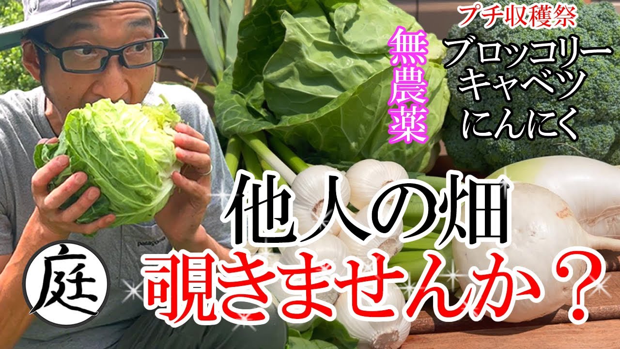 俺の庭【家庭菜園 無農薬 ブロッコリー、キャベツ、にんにく】収穫すっぞ！