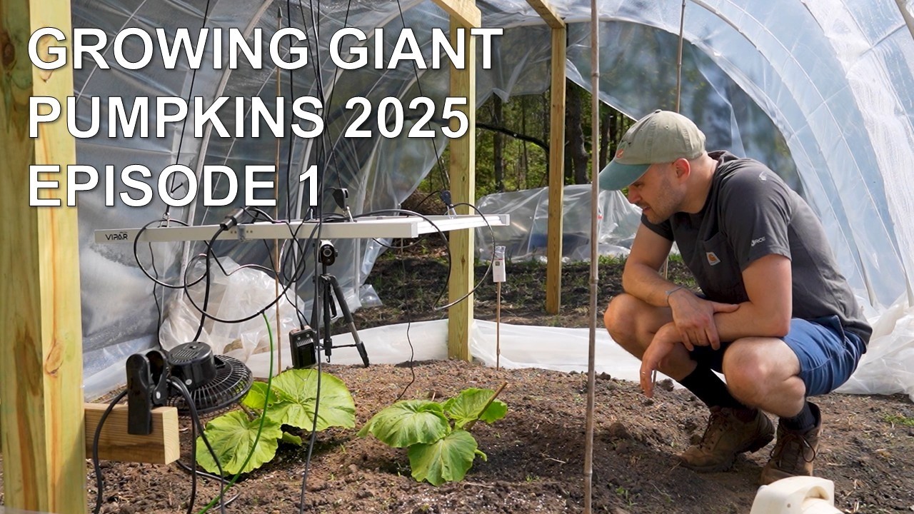 Growing Giant Pumpkins 2025: Episode 1