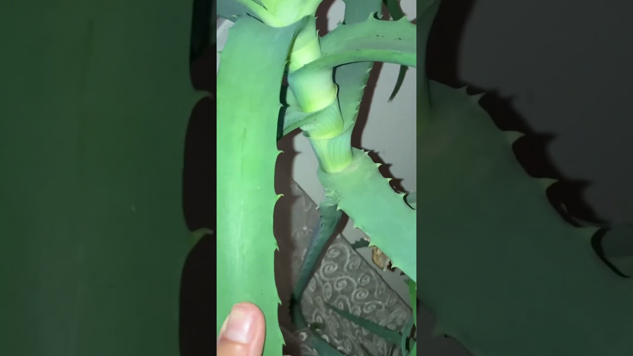 Для меня он очень горький ? 