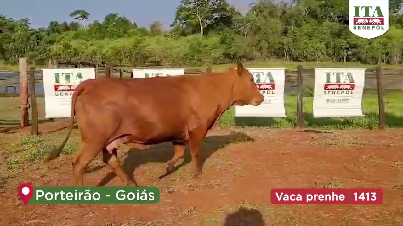 Projeto Catira: VACA PRENHE 1413