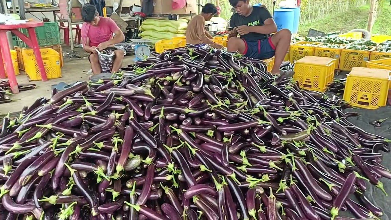 Fertilizer sa guide sa talong 🍆 Simula sa bagong tanim 🌱 hanggang harvest alamin muna natin 🥰