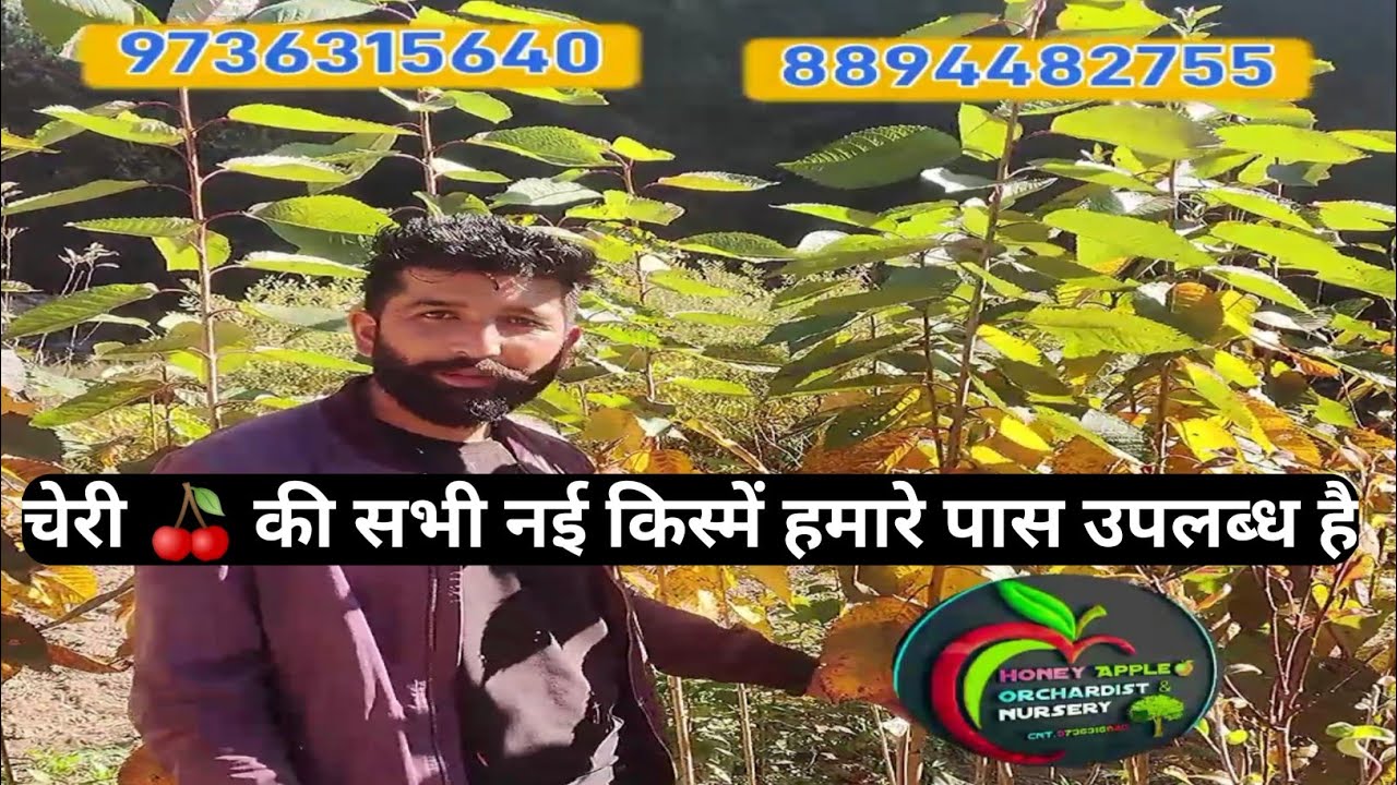 All Latest cherry variety  Available in Himachal  and #Kashmir