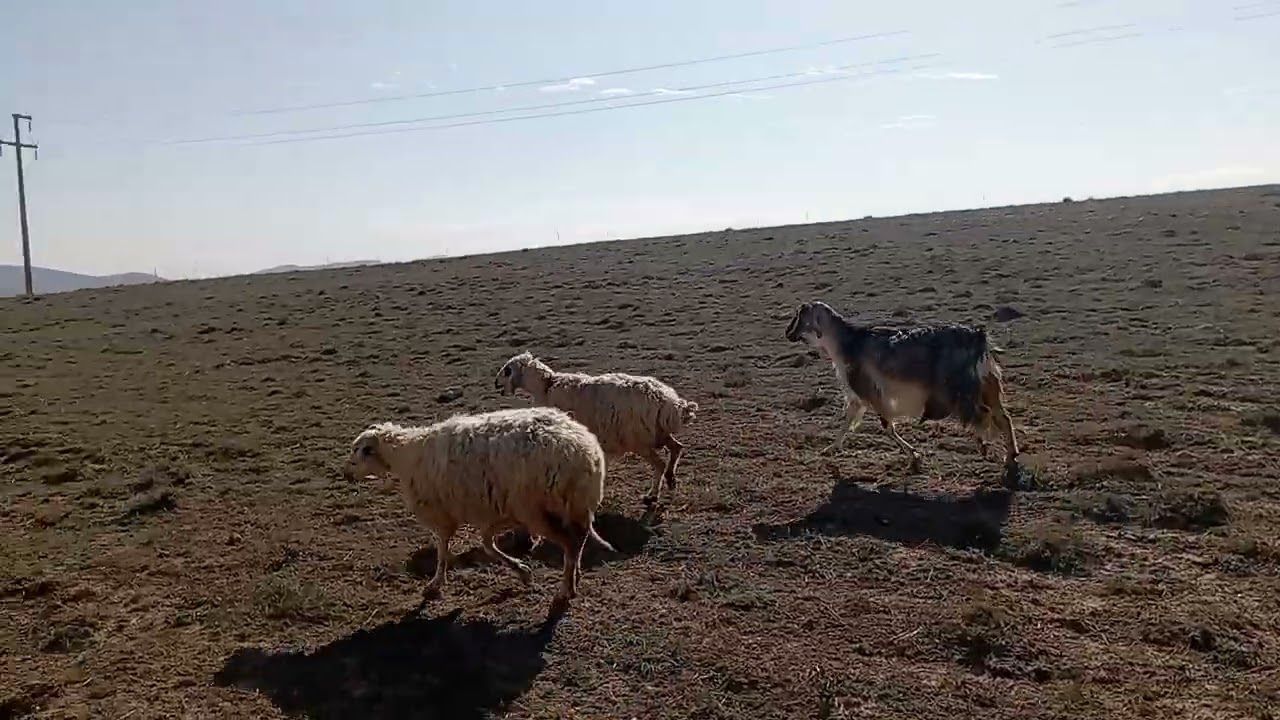 Tarlalar sürülmeye başladı bizim yayılım zorlaşıyor yavaş yavaş.