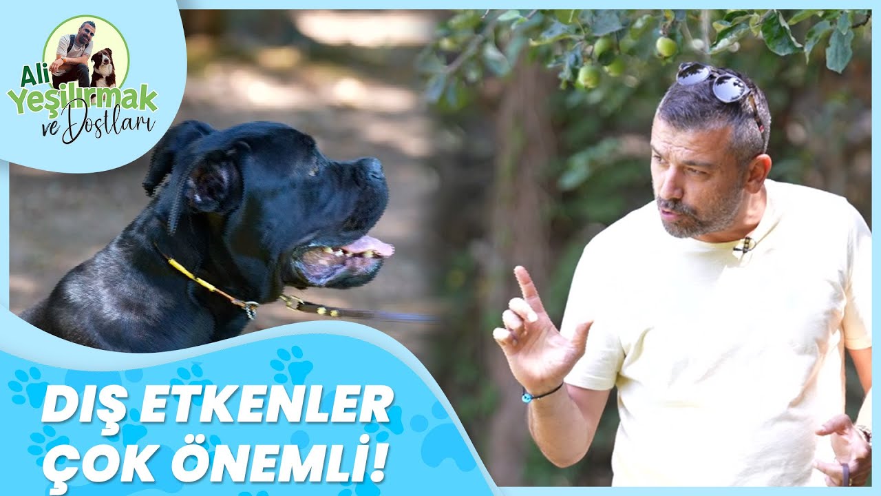 Ali Yeşilırmak Anlatıyor: Köpeklere Temel Komutlar Nasıl Verilmeli? | Ali Yeşilırmak Ve Dostları