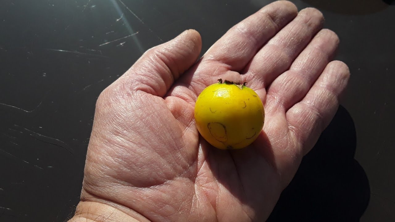 Yellow / Lemon cherry guava, taste test of Winter grown fruit