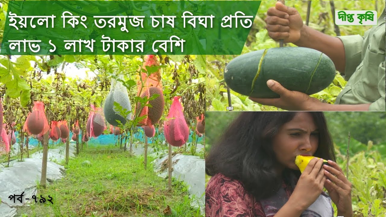 Deepto Krishi/দীপ্ত কৃষি- ইয়লো কিং তরমুজ চাষ বিঘা প্রতি লাভ ১ লাখ টাকার বেশি | deepto tv