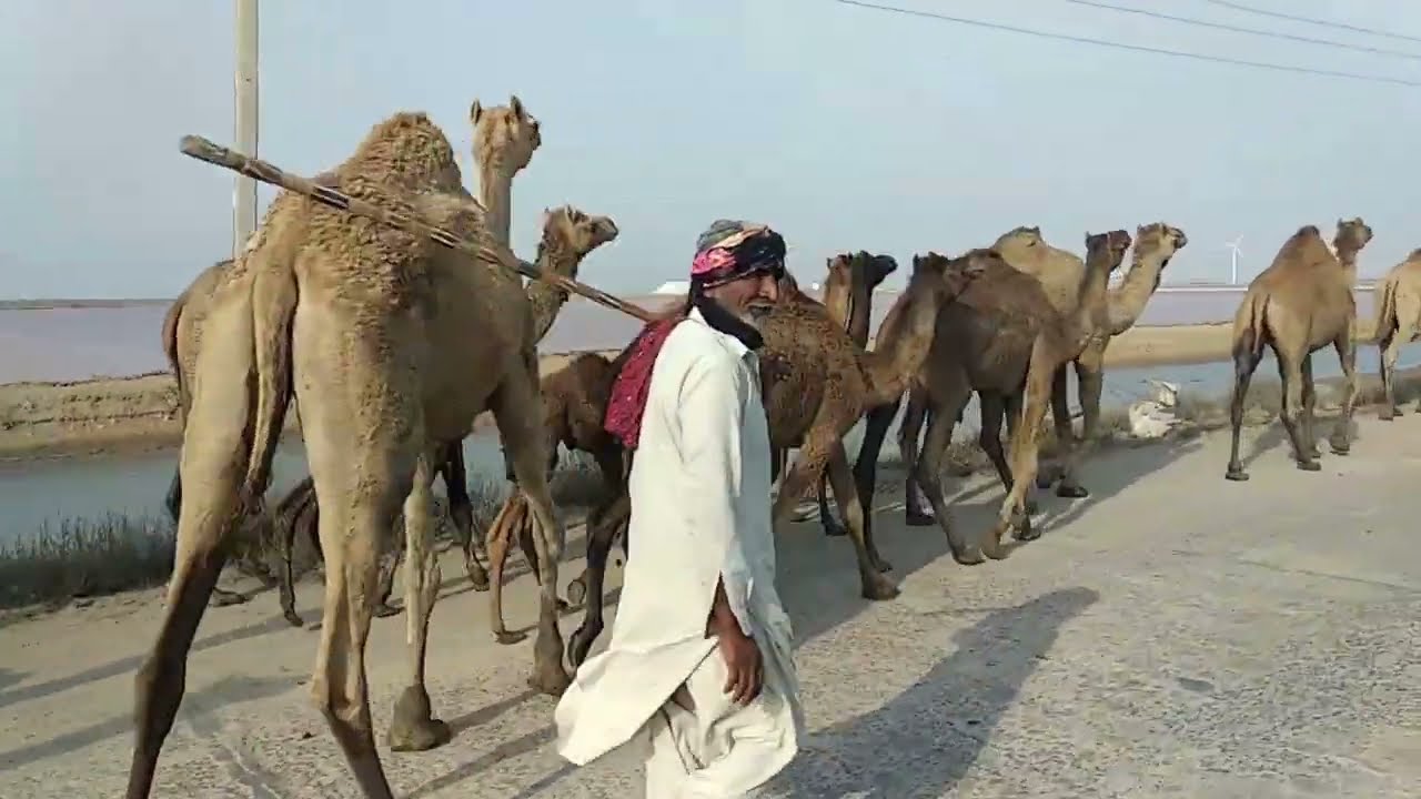 Kharai Camels: Only Camels Breed Which Can Swim And Eat Mangroves!