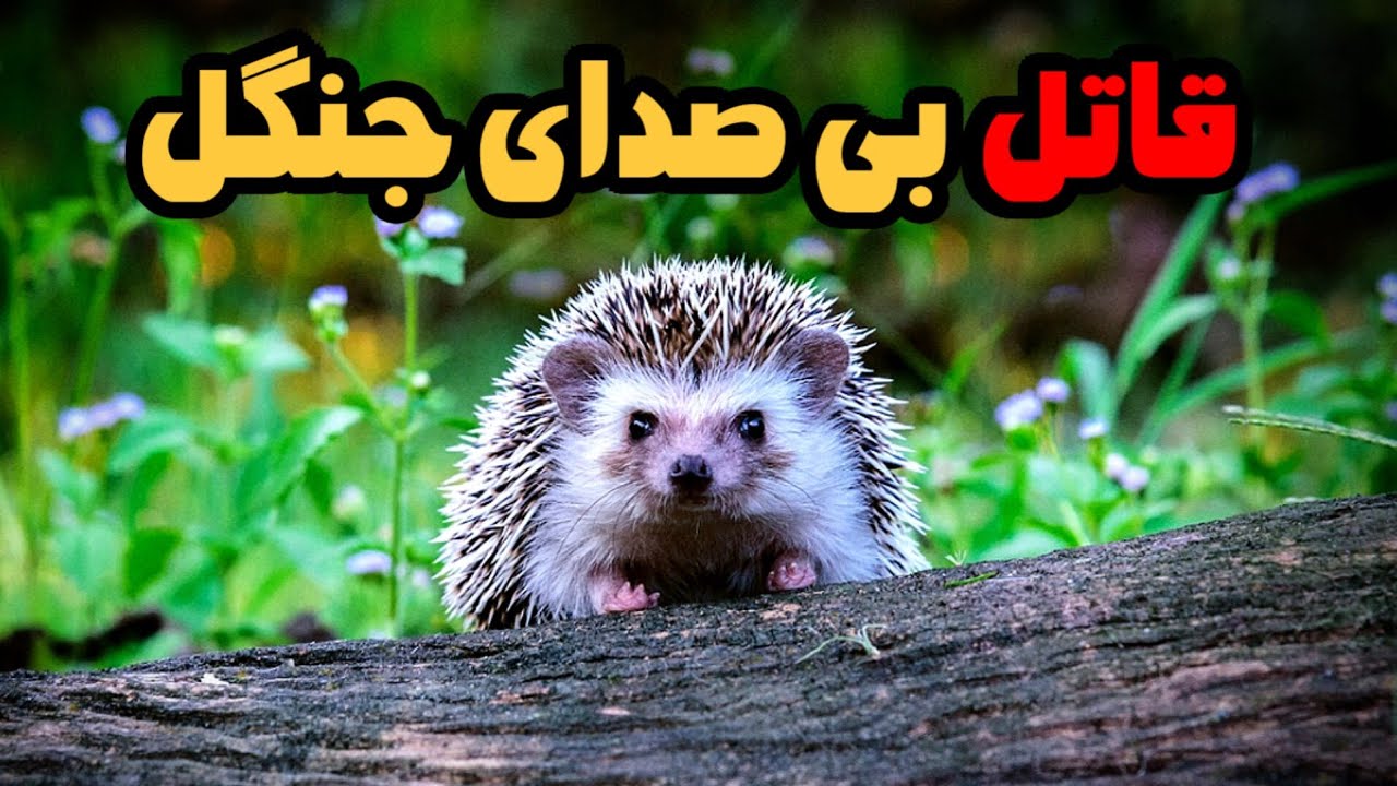 جوجه تیغی ، خارپشتی که در اصل به جای خار مو داره