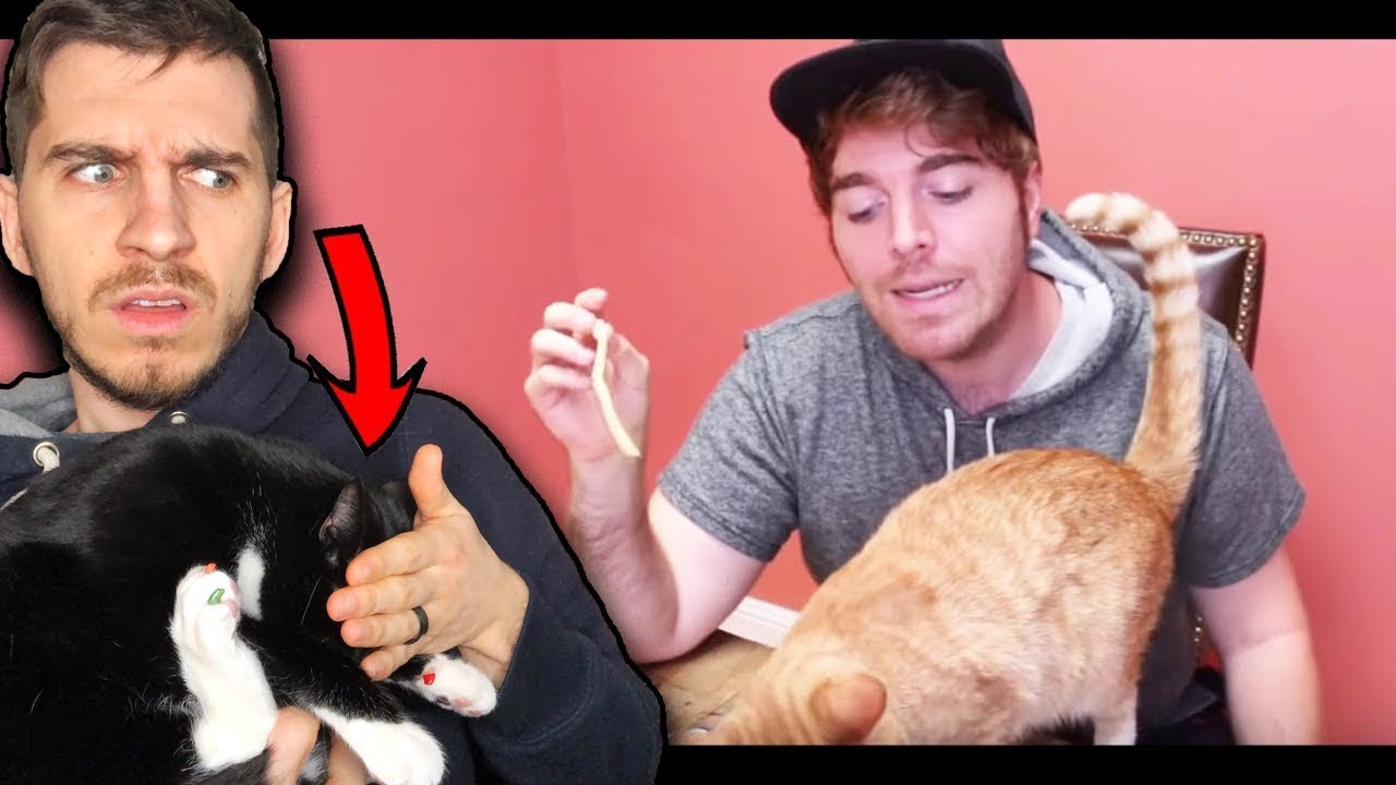 making my cat watch weird Shane Dawson videos with me