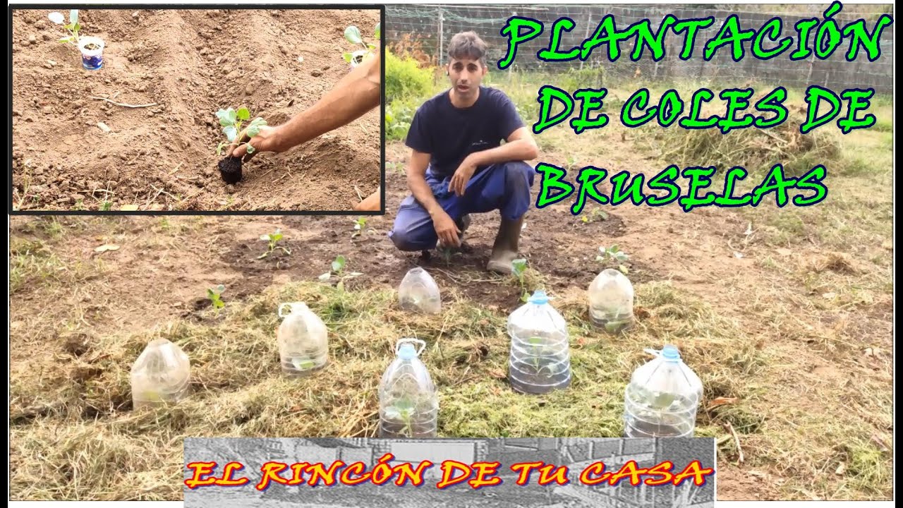 PLANTACIÓN de las COLES DE BRUSELAS