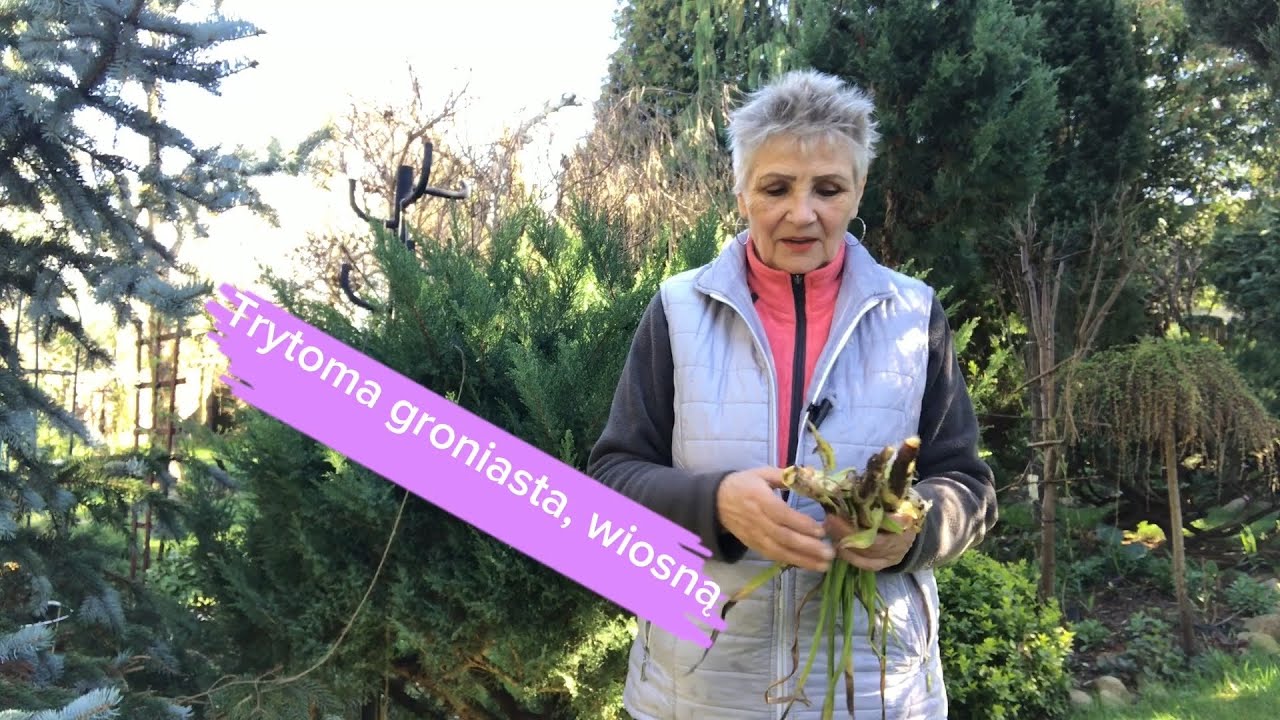 Jak rozmnażam trytomę groniastą