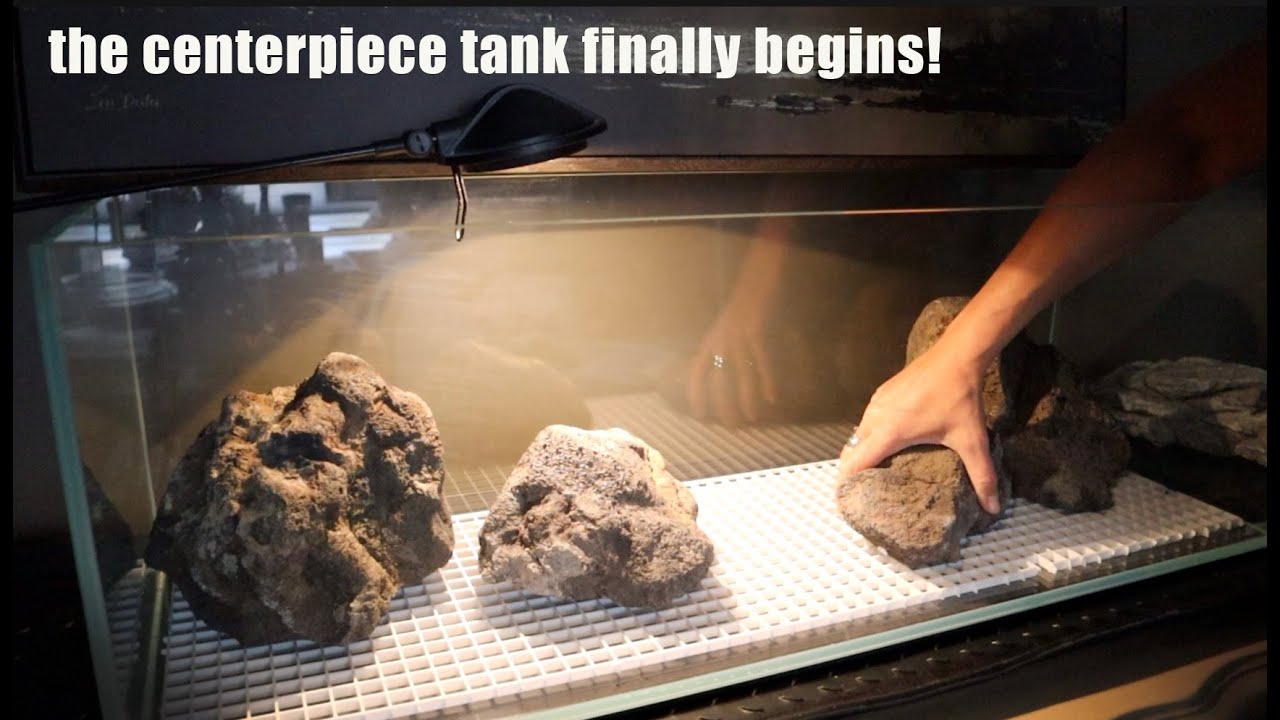 The Centerpiece Tank For the Lounge Begins | Scaping a Tank Episode 1