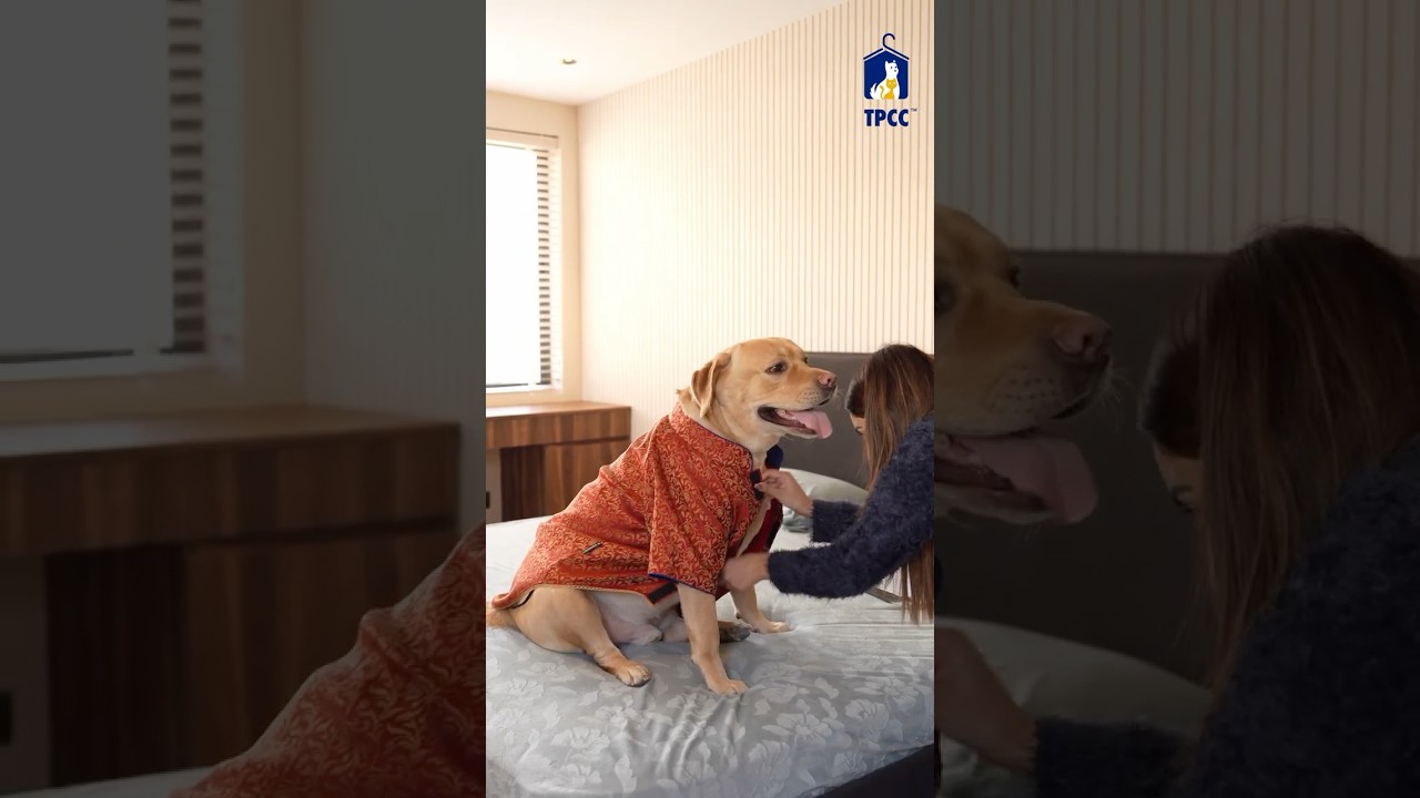 UNBOXING JOY! 🎁🐶 | The Pet Closet Co.