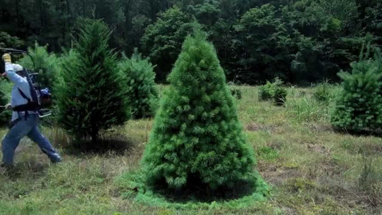 White Pine Pruning