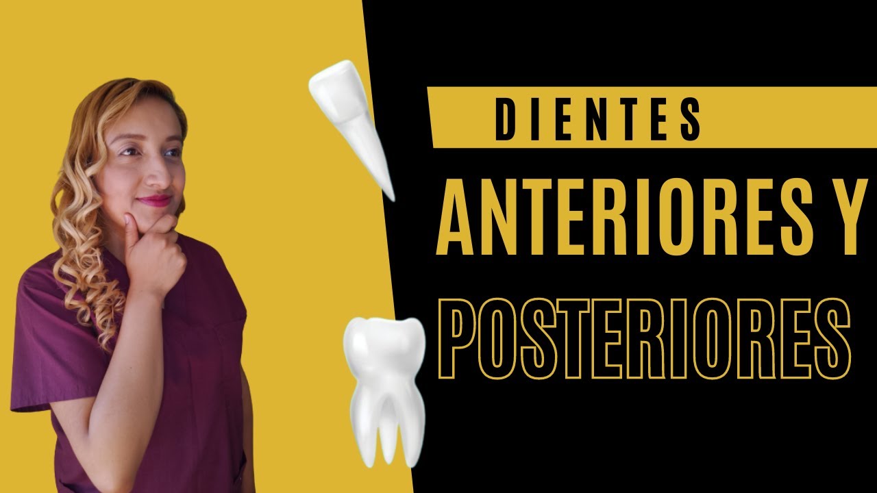 Dientes anteriores y posteriores