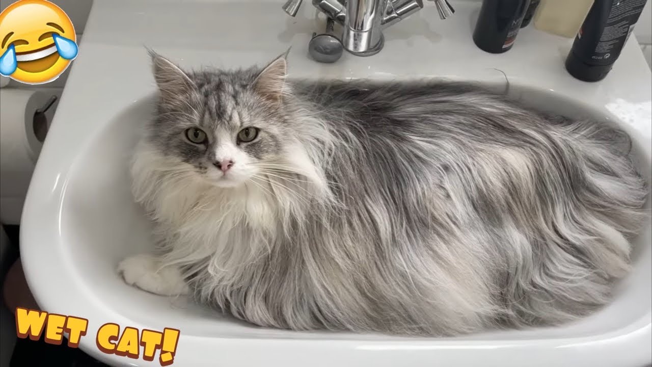 My Cat Loves Water! Maine Coon In The Sink