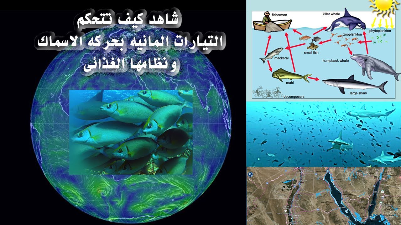 شاهد كيف تتحكم الرياح وتيارات المياه السطحيه والعميقه فى تحفيز الاسماك وحثها على بدء عمليه التغذيه