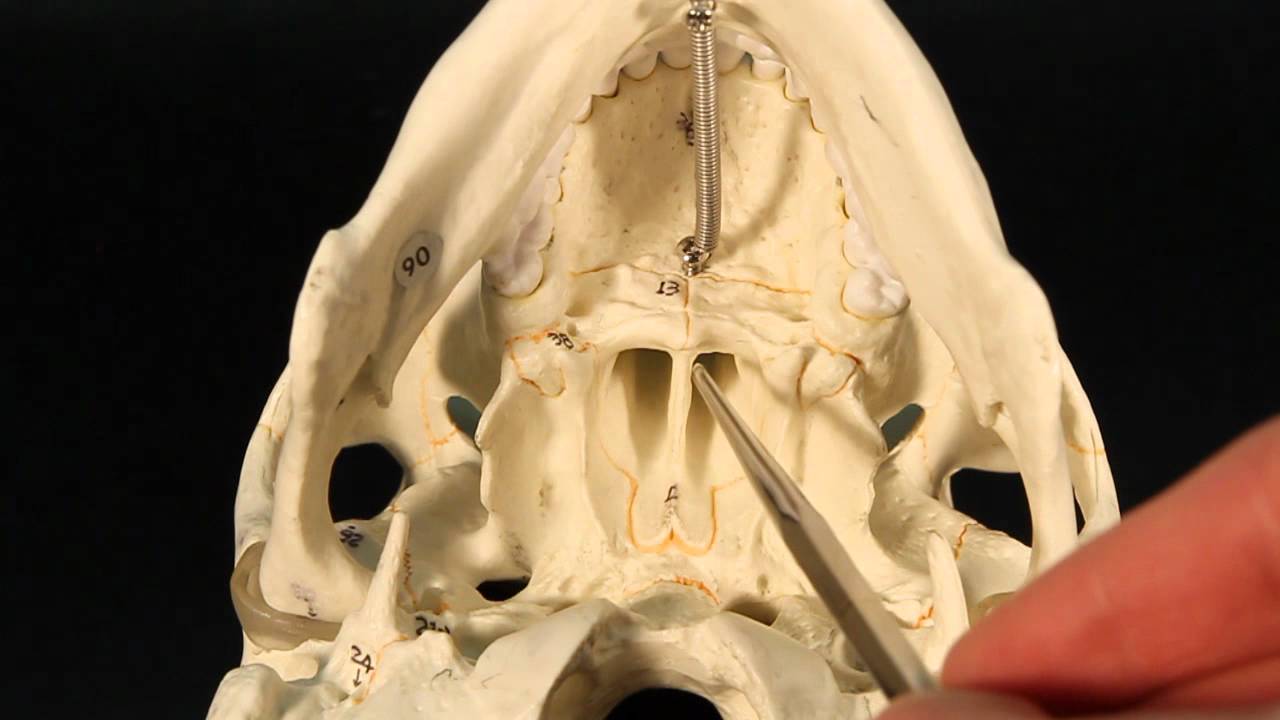 Facial Bones 🦴 