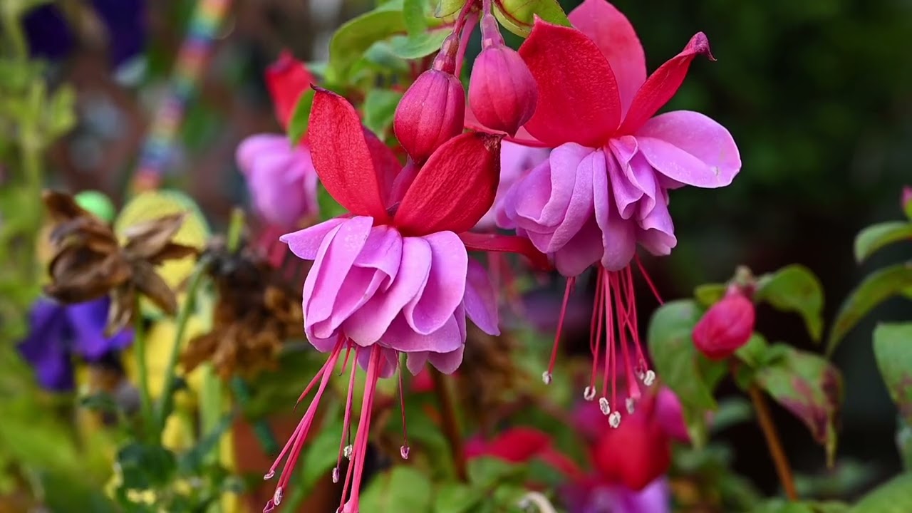 Enjoy the Beautiful Flowers of Nature Accompanied by Piano 🎹🌸🌿