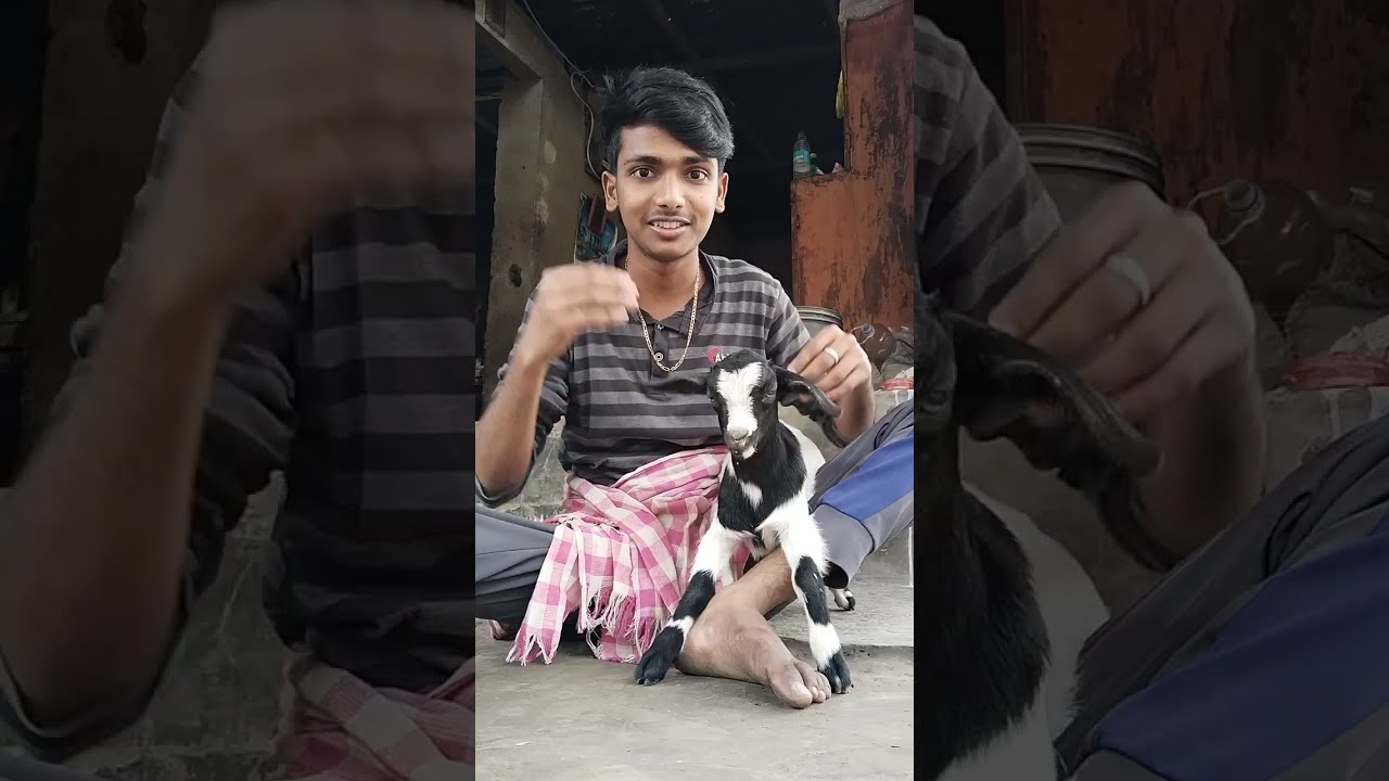 ছাগলটা অসুস্থ হয়ে গেছে তাই ওষুধ খাওয়াচ্ছি। Meri Bakri ko bachane ki pura koshish karunga 