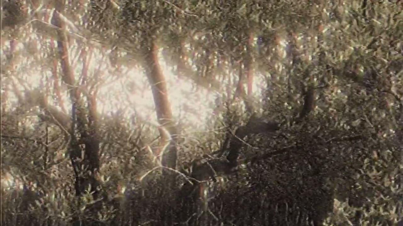 Rinnovare - Armonia