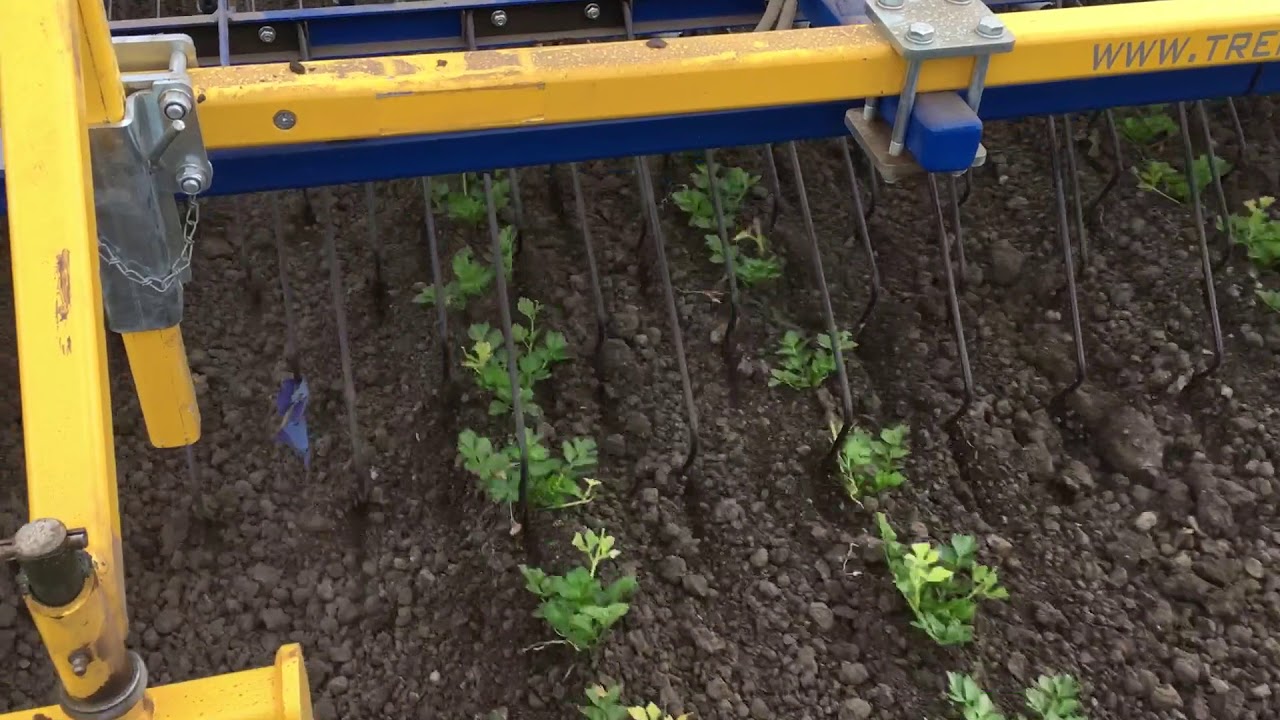Treffler TS in  precision Tine Harrow in Celery