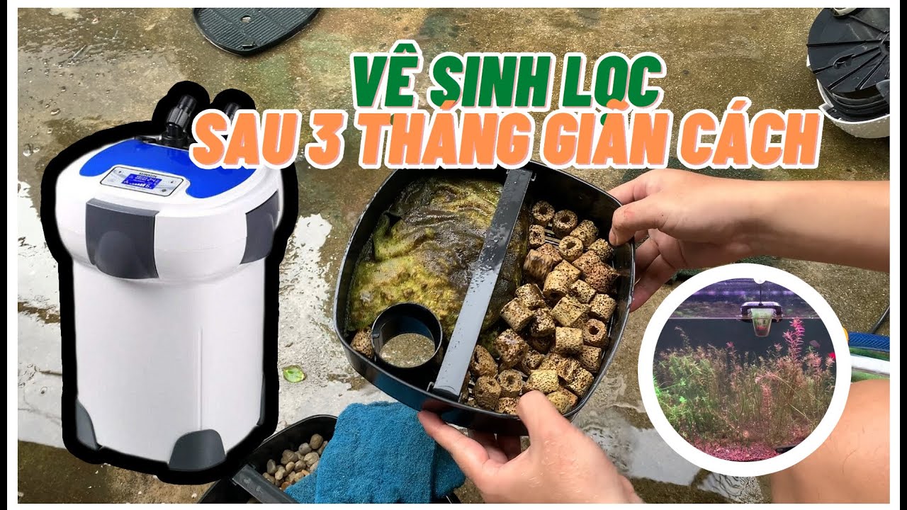 Vệ Sinh Lọc Thùng Sau 3 Tháng Giãn Cách - Thủy Sinh Chia Sẻ