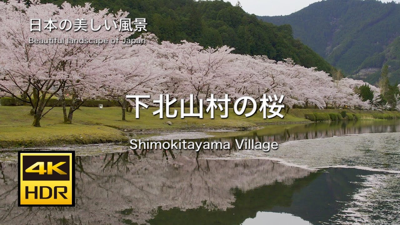 満開の桜！ 下北山スポーツ公園　ドローン空撮
