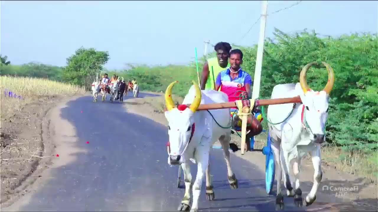 ராமநாதபுரம் மாவட்டம் காடமங்கலம் சின்னமாடு 50k நேரலை