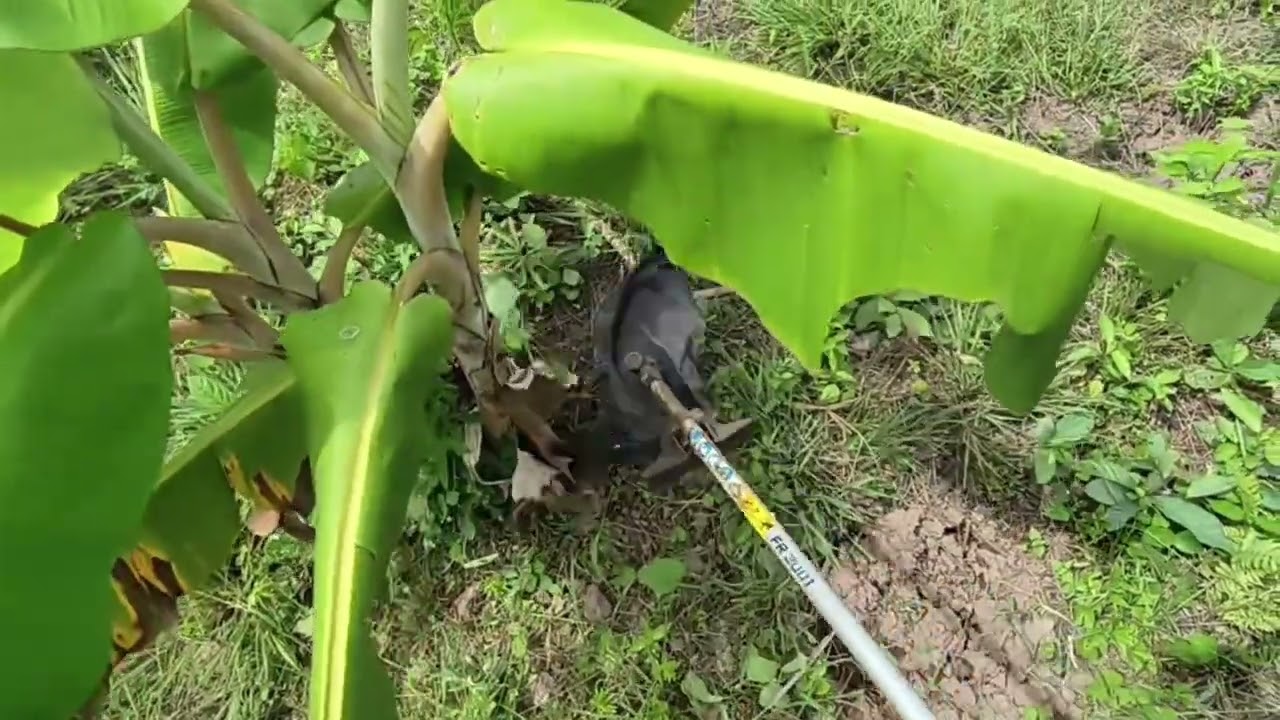 Membersihkan kebun menggunakan mesin babat fr 3001