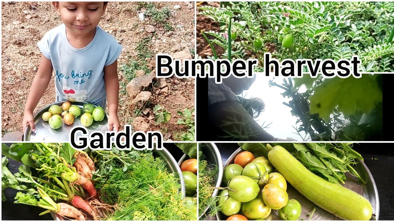 आज एवढं काय काय भेटल garden मधून की ताट गच्च भरल😱| बंपर harvest|Terrace +garden harvest🍅🍆🥒🥕 #harvest