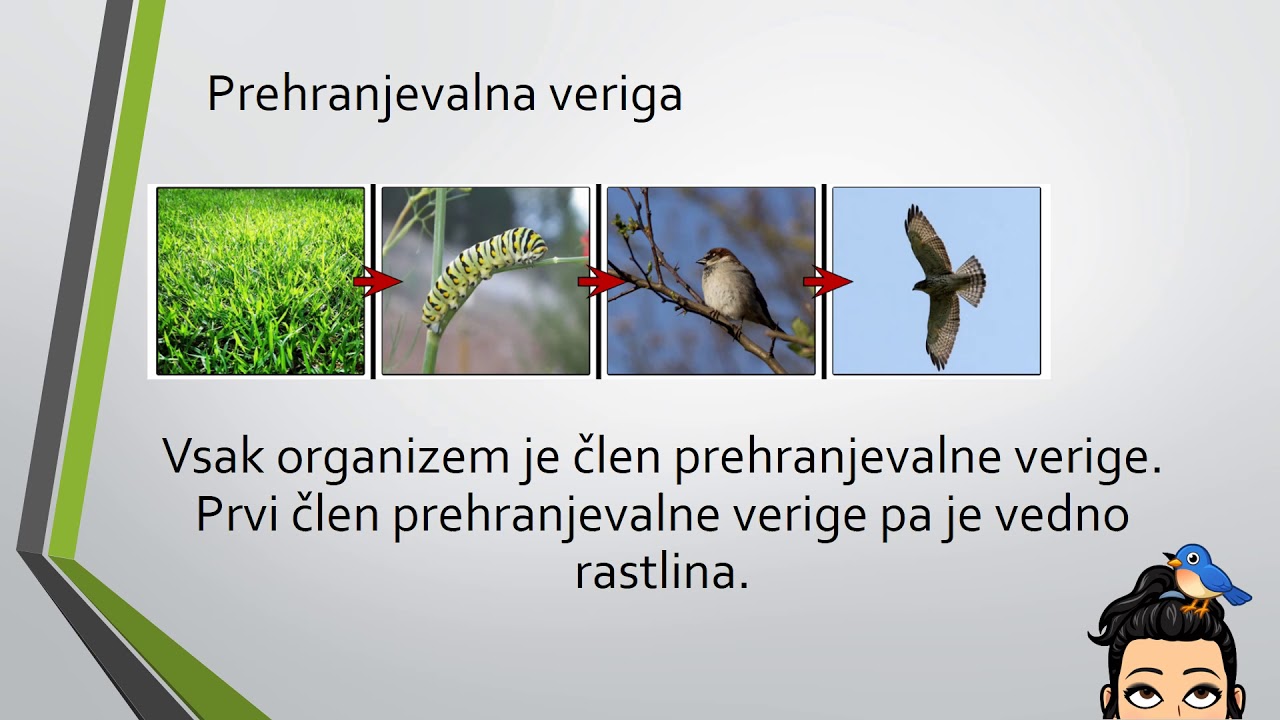 Prehranjevalni splet