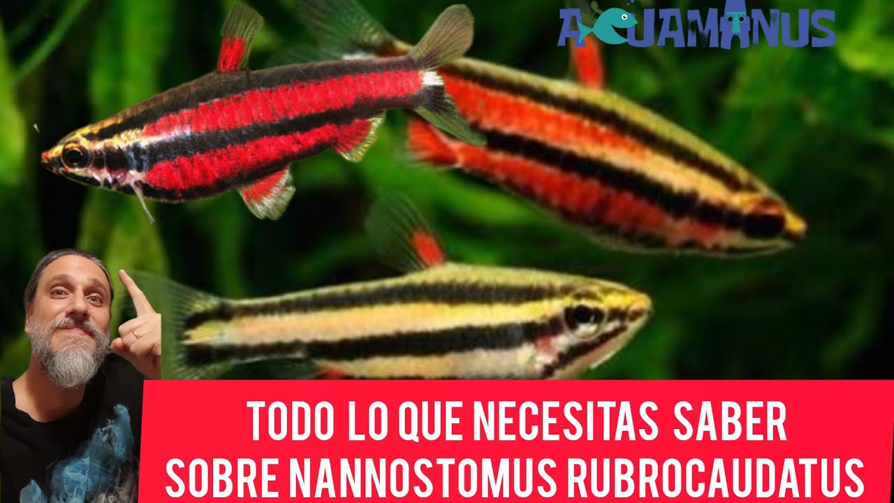Todo lo que necesitas saber sobre Nannostomus rubrocaudatus !!! 