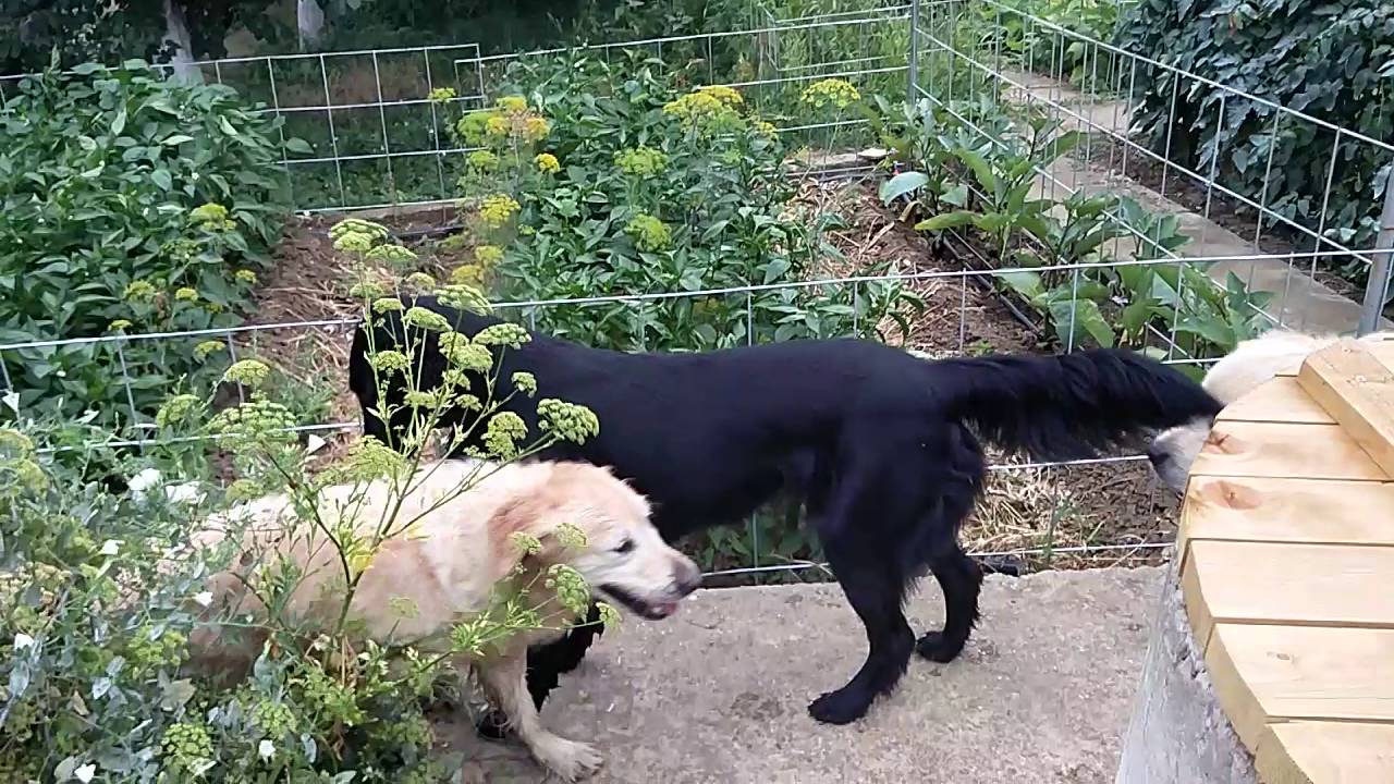 Difference between flat coated and golden retriever :)