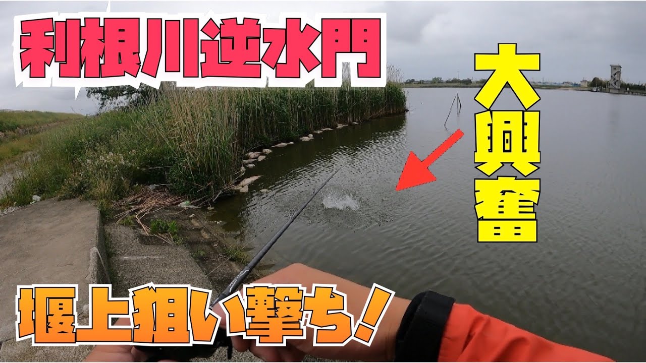 5月13日釣行大潮逆水門の堰上シーバス