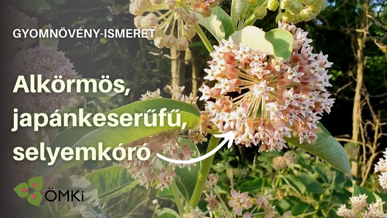 Gyomnövények: Alkörmös, Japánkeserűfű, Selyemkóró